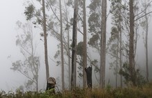 Nach dem Waldbrand