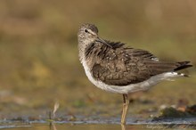 Waldwasserläufer