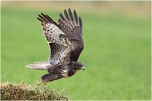 Abfliegender Bussard