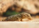 Gecko ( Tarentola mauritanica )