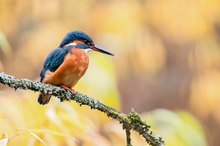 Herbstlicher Eisvogel