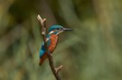 Eisvogel / Kingfisher / Le Martin Pêcheur