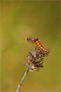 Raupe Ampfer-Rindeneule (Acronicta rumicis)