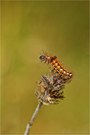 Raupe Ampfer-Rindeneule (Acronicta rumicis)