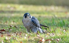 Wanderfalke auf Obstwiese