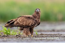 "falscher" Vogel