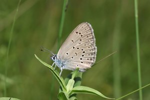 Lungenenzian-Ameisenbläuling