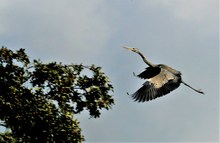 Graureiher im Anflug