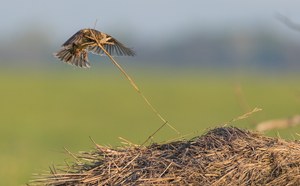 Grauammer bei der Arbeit