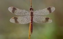 Sympetrum pedemontanum