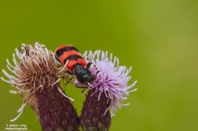 Trichodes Apiarius