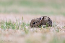 Jungkaninchen