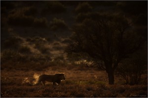 Resident male lion