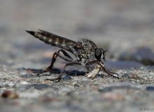 Raubfliege