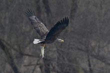 Seeadler