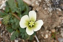 Svalbardmohn Blüte