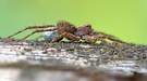 Spinne mit Kokon