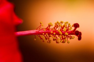 Hibiskusblütenstempel