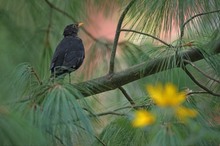 Charly Amsel: Der Sommer geht...