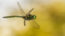 Glänzende Smaragdlibelle (Somatochlora metallica)