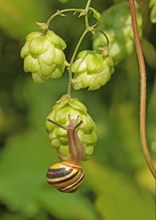 Am Biere hängt, zum Biere drängt...