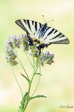 Iphiclides podalirius