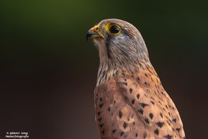 Turmfalken Portrait