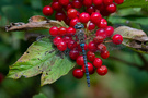 Herbst-Mosaikjungfer