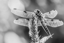 Vierflecklibelle (Libellula quadrimaculata)