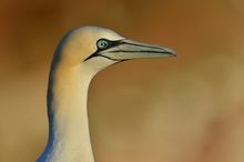 Basstölpel auf Helgoland