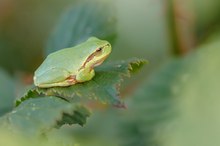 Einen kleinen Laubfrosch ...