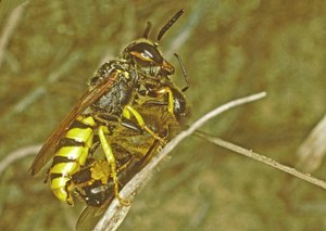 Au wei, d achte ich...