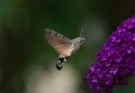 Taubenschwänzchen im Anflug