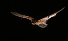 Free - tailed Bat ( Molosdidae ) Freischwanzfledermaus