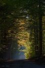 Herbstlich lichtdurchfluteter Wald