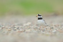 Sandregenpfeifer