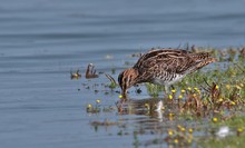 Bekassine (Gallinago gallinago)