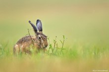 Hase im Regen