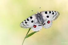 Moselapollo im frühen Licht