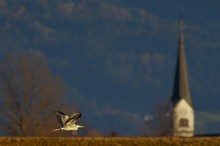 Vorarlberger Rheindelta