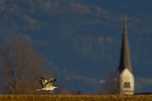 Vorarlberger Rheindelta