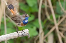 Blaukehlchen im Lebensraum