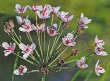 Die schöne Schwanenblume oder Schwanenliesch..