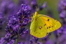 Postillon auf Lavendelblüte