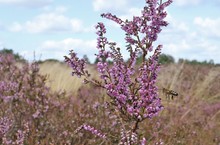 Solch üppige Blüte..