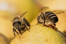 Bienen beim Naschen erwischt