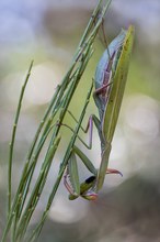 Mantis Religiosa