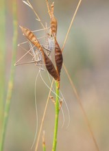 Lilienblatt-Sichelschrecken  (Tylopsis lilifolia)