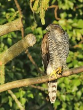 Besuch im Garten