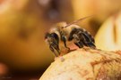 Lange werden die Bienen nicht mehr fliegen